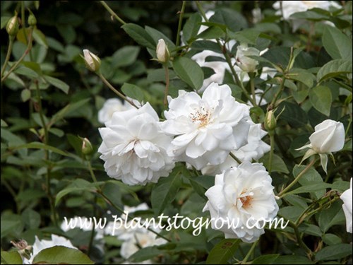 Very clear white flowers.